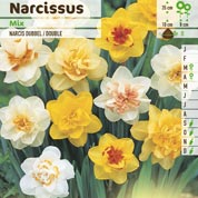 Narcisses doubles en mlange